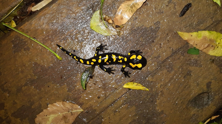 Salamandra infraimmaculata  photographed by רמדאן עיסא 