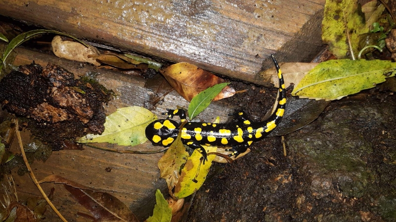 Salamandra infraimmaculata  photographed by רמדאן עיסא 