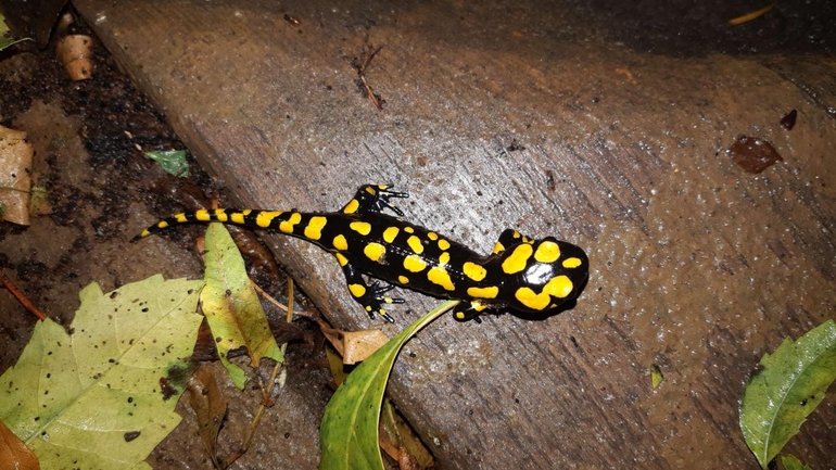 Salamandra infraimmaculata  photographed by רמדאן עיסא 