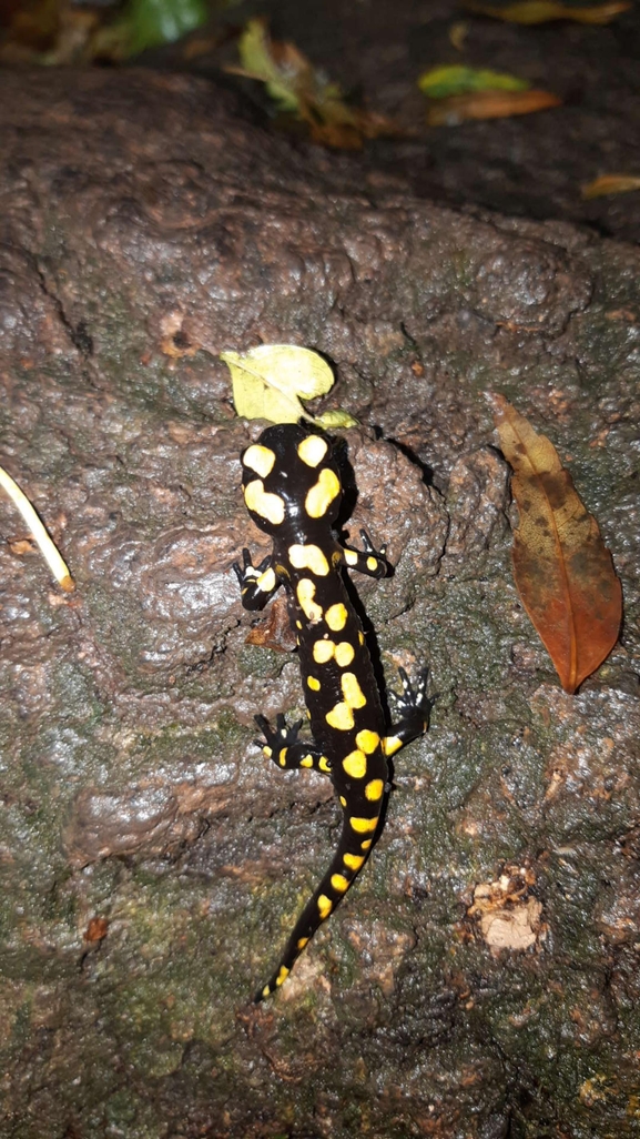 Salamandra infraimmaculata  photographed by רמדאן עיסא 