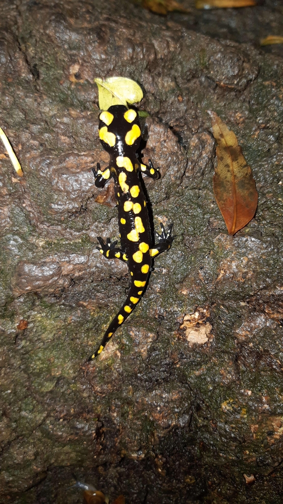 Salamandra infraimmaculata  photographed by רמדאן עיסא 