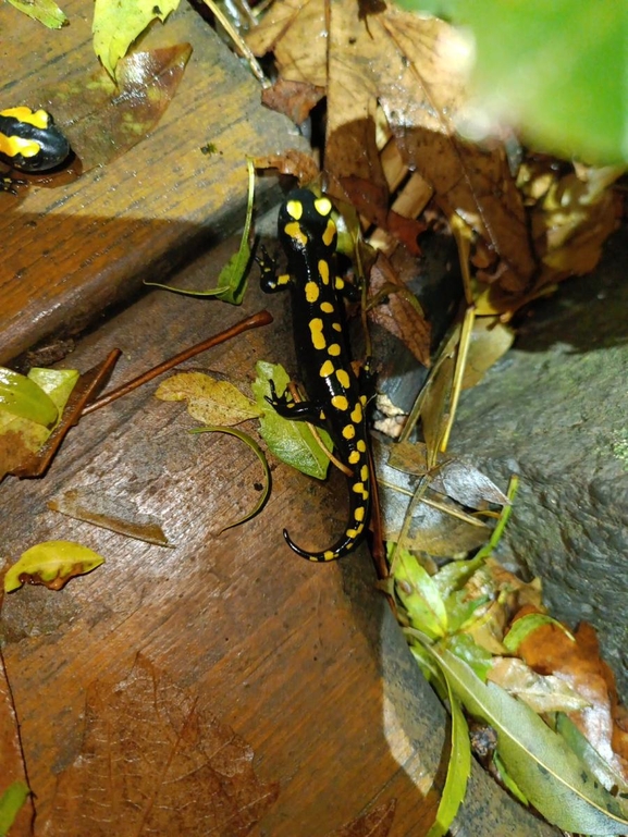 Salamandra infraimmaculata  photographed by רמדאן עיסא 