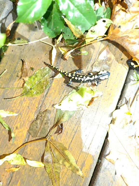 Salamandra infraimmaculata  photographed by רמדאן עיסא 