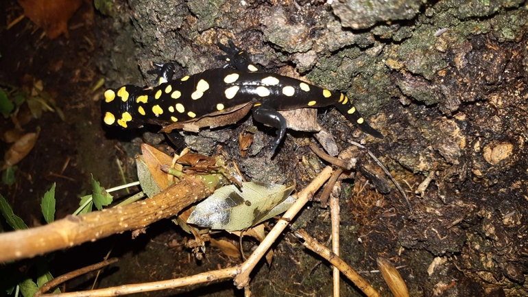 Salamandra infraimmaculata  photographed by רמדאן עיסא 