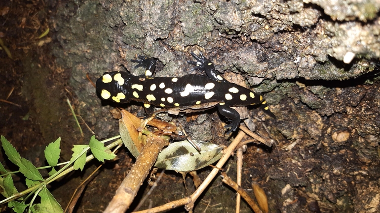 Salamandra infraimmaculata  photographed by רמדאן עיסא 