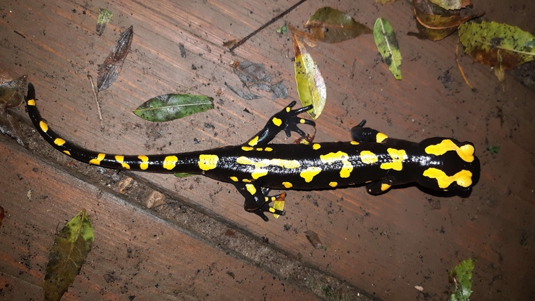 Salamandra infraimmaculata  photographed by רמדאן עיסא 