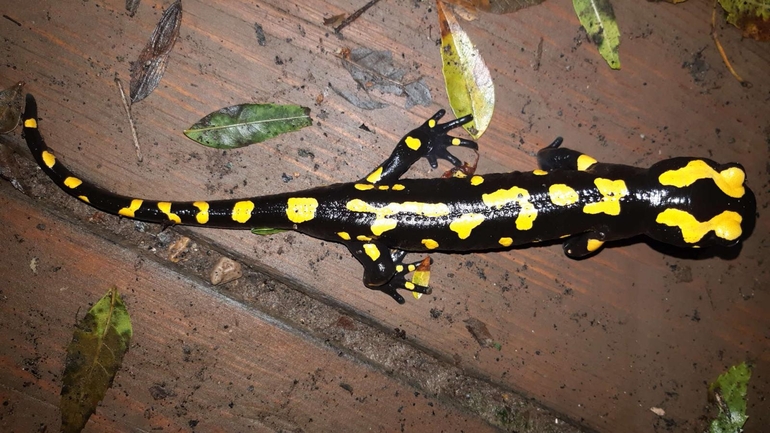 Salamandra infraimmaculata  photographed by רמדאן עיסא 