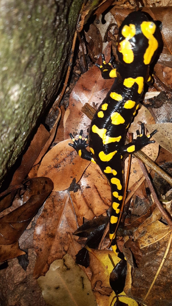 Salamandra infraimmaculata  photographed by רמדאן עיסא 