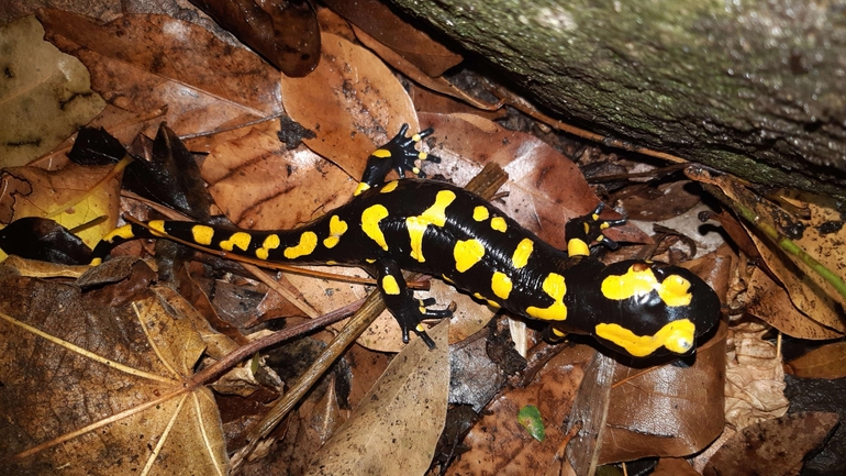 Salamandra infraimmaculata  photographed by רמדאן עיסא 