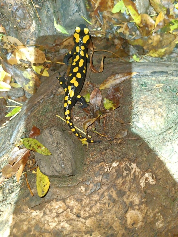 Salamandra infraimmaculata  photographed by רמדאן עיסא 