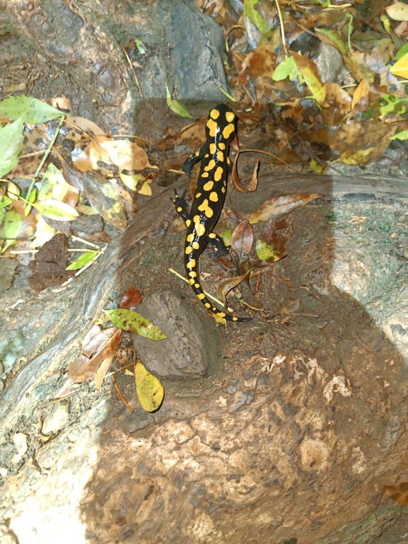 Salamandra infraimmaculata  photographed by רמדאן עיסא 