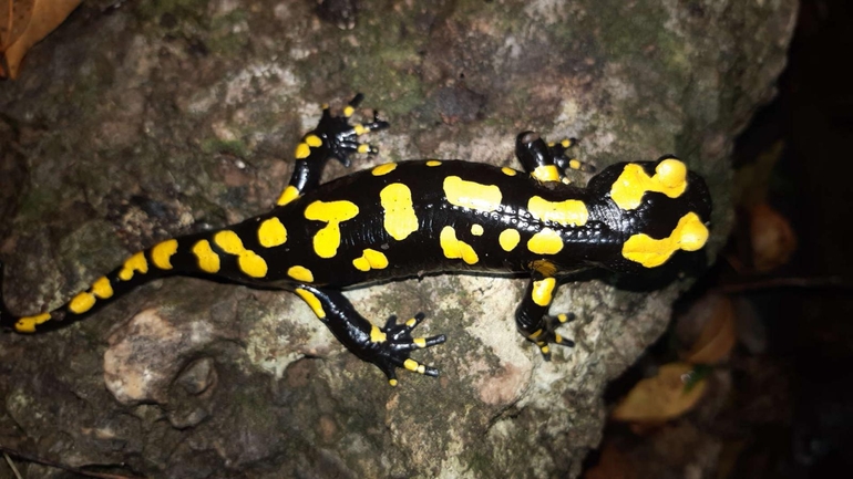 Salamandra infraimmaculata  photographed by רמדאן עיסא 