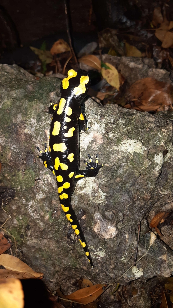 Salamandra infraimmaculata  photographed by רמדאן עיסא 