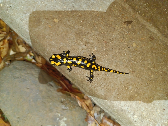 Salamandra infraimmaculata  photographed by רמדאן עיסא 