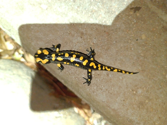 Salamandra infraimmaculata  photographed by רמדאן עיסא 