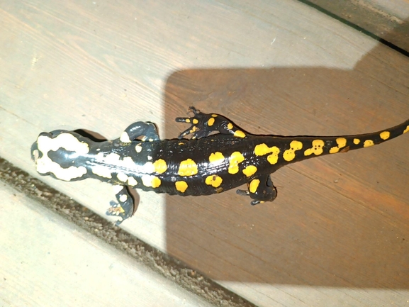 Salamandra infraimmaculata  photographed by רמדאן עיסא 