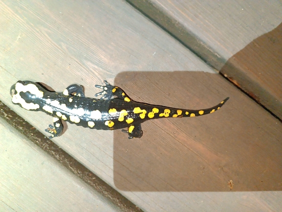 Salamandra infraimmaculata  photographed by רמדאן עיסא 