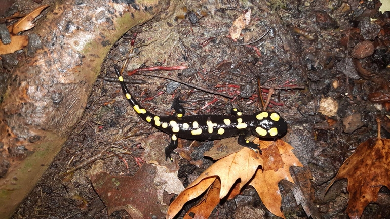 Salamandra infraimmaculata  photographed by רמדאן עיסא 