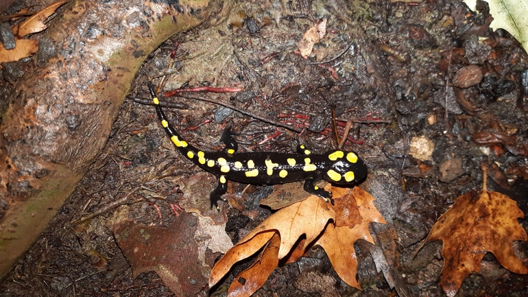 Salamandra infraimmaculata  photographed by רמדאן עיסא 