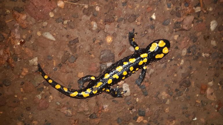 Salamandra infraimmaculata  photographed by רמדאן עיסא 