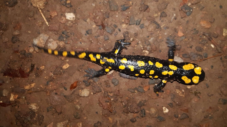 Salamandra infraimmaculata  photographed by רמדאן עיסא 