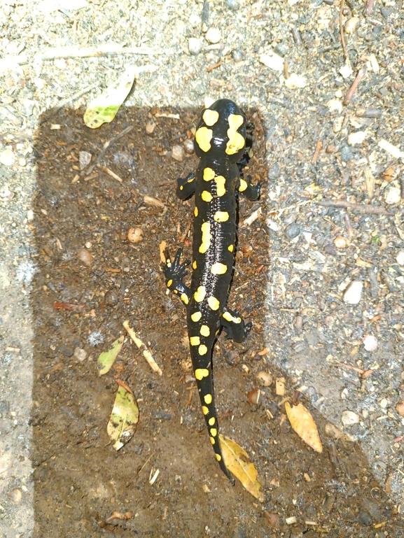 Salamandra infraimmaculata  photographed by רמדאן עיסא 