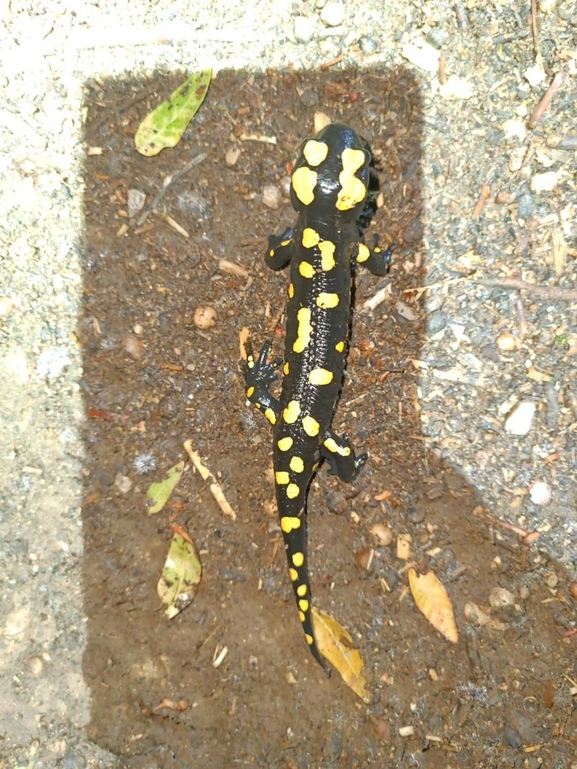 Salamandra infraimmaculata  photographed by רמדאן עיסא 