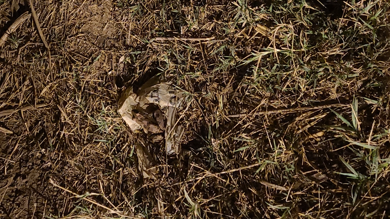 Bufo viridis  photographed by הלה מרקו 