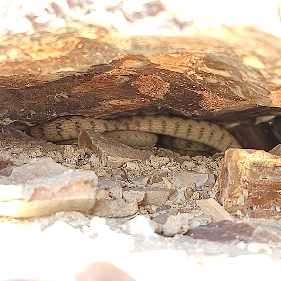 Coluber rhodorachis  photographed by נעם שגב 