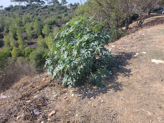 חרדון מצוי  צולם על ידי נתן אלבז 