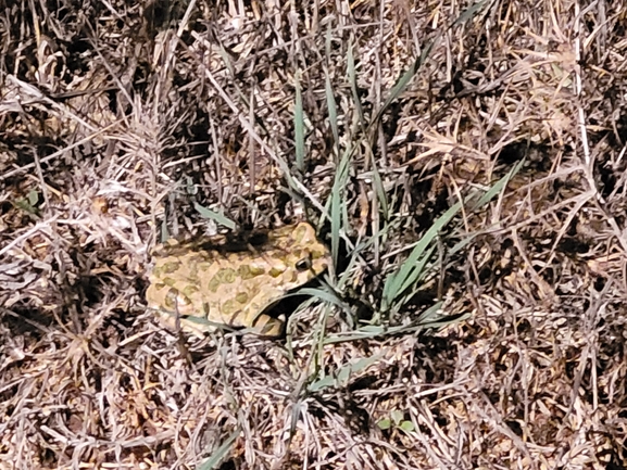 Bufo viridis  photographed by סיון מרדוק 