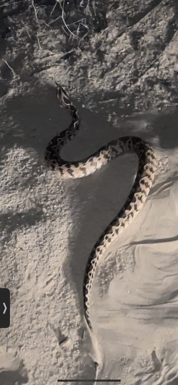 Vipera palaestinae  photographed by אחר 