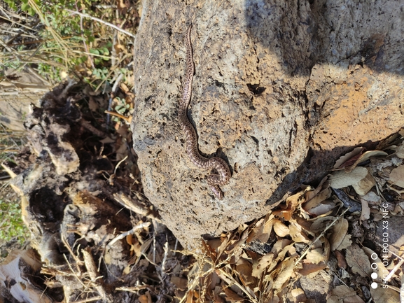 Eryx jaculus  photographed by עומר טלקר 