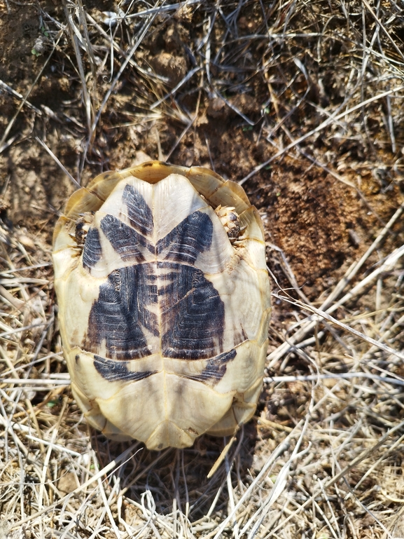 Testudo graeca  photographed by בעז שחם 