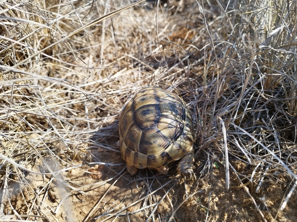 Testudo graeca  photographed by בעז שחם 