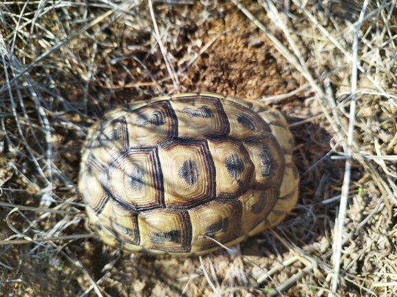 Testudo graeca  photographed by בעז שחם 