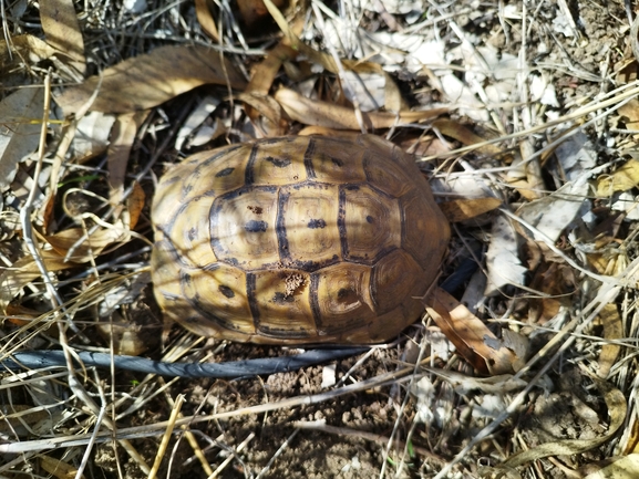 Testudo graeca  photographed by בעז שחם 