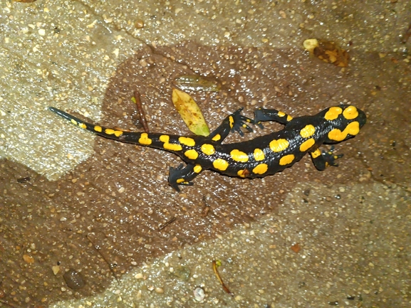 Salamandra infraimmaculata  photographed by רמדאן עיסא 