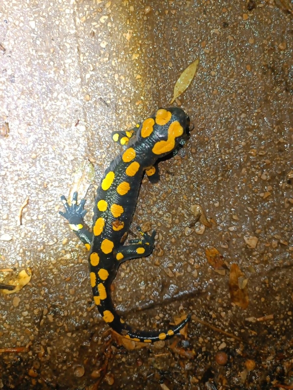 Salamandra infraimmaculata  photographed by רמדאן עיסא 