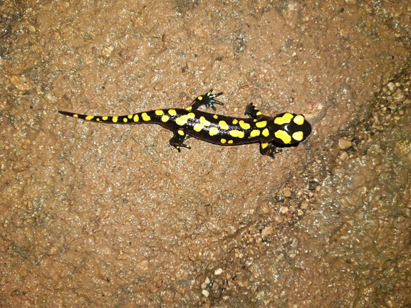 Salamandra infraimmaculata  photographed by רמדאן עיסא 