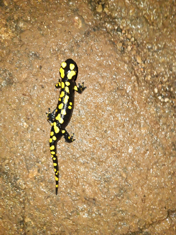 Salamandra infraimmaculata  photographed by רמדאן עיסא 