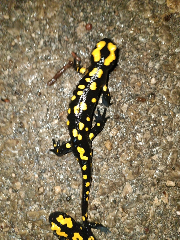 Salamandra infraimmaculata  photographed by רמדאן עיסא 