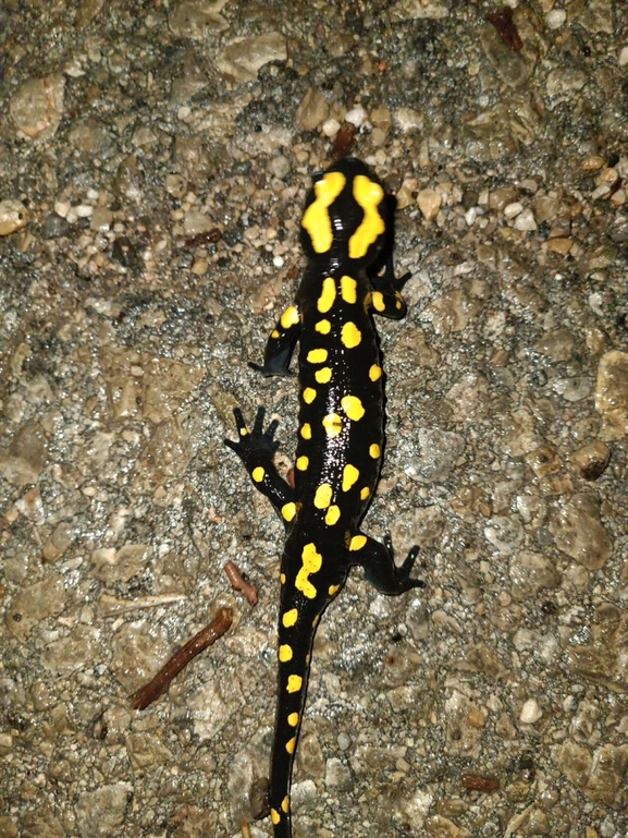 Salamandra infraimmaculata  photographed by רמדאן עיסא 