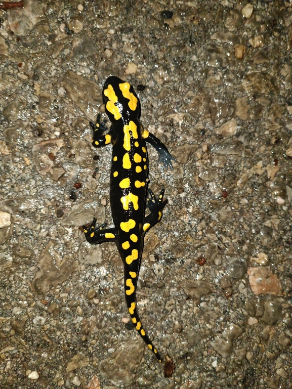 Salamandra infraimmaculata  photographed by רמדאן עיסא 