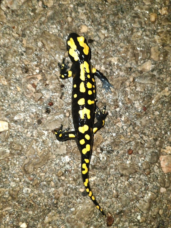 Salamandra infraimmaculata  photographed by רמדאן עיסא 