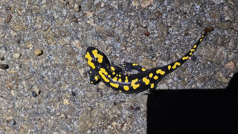 Salamandra infraimmaculata  photographed by רמדאן עיסא 