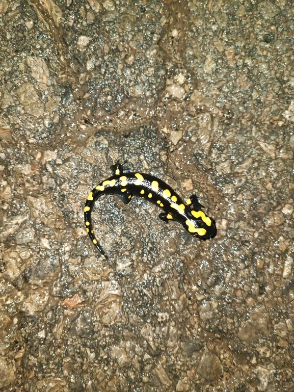 Salamandra infraimmaculata  photographed by רמדאן עיסא 