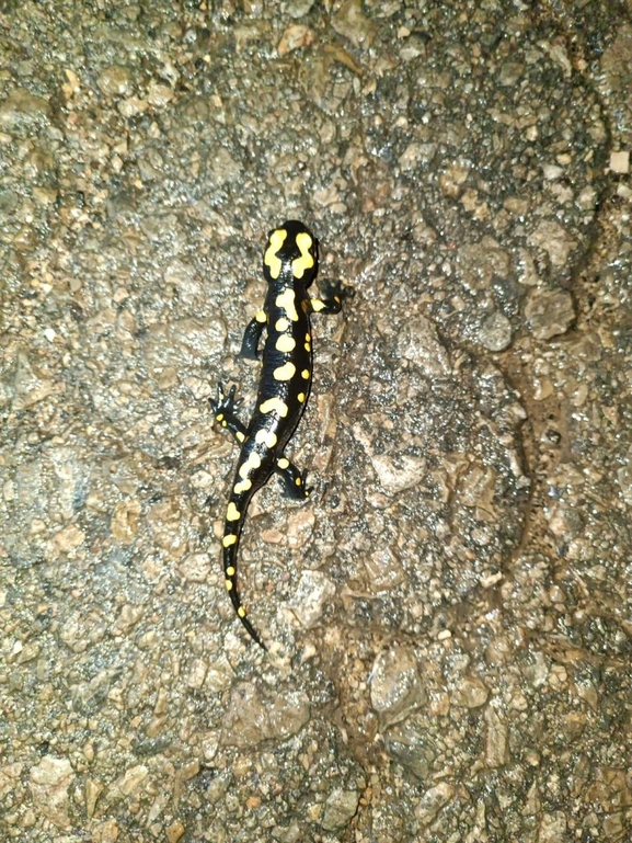 Salamandra infraimmaculata  photographed by רמדאן עיסא 