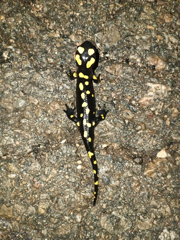 Salamandra infraimmaculata  photographed by רמדאן עיסא 