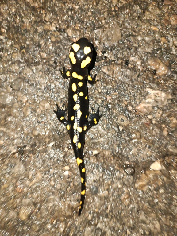 Salamandra infraimmaculata  photographed by רמדאן עיסא 